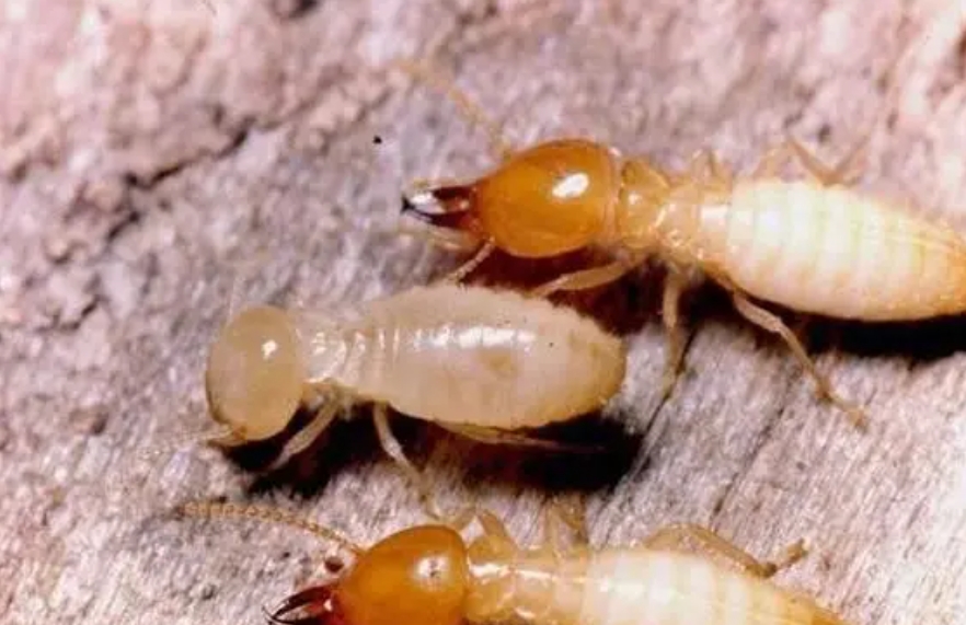 戶外白蟻防治指南：全面保護您的家園與花園